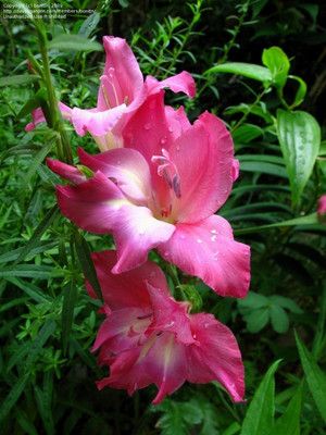 Elite Green Gladiolus Flower Bulbs Seed(15 per packet)