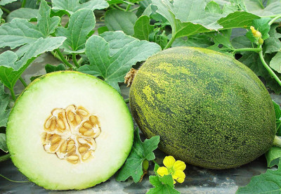 Qualtivate KXL-9AT F1 Hybrid Melon Seeds, Variety: Lambkin Seed(200 per packet)