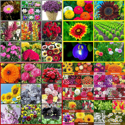 ibains Mixed flower seeds biij 227 Seed(227 per packet)