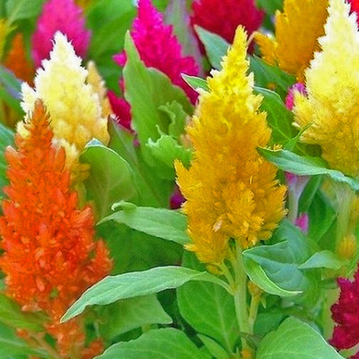 XOLDA Exotic celosia Seed(15 per packet)