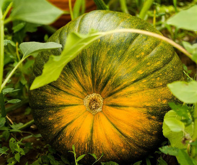 BDSresolve hybrid pumpkin seeds for farming/pumpkin seed 15 Seed(15 per packet)