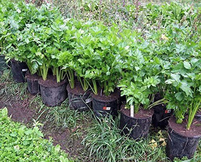 VibeX LX-47 - Light Green Chinese Celery - (750 Seeds) Seed(750 per packet)