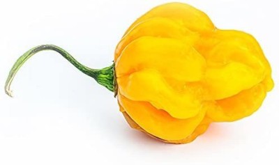 CYBEXIS Scotch Bonnet Yellow (Capsicum chinense) Chilli-300 Seeds Seed(300 per packet)