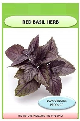 KNESSiN Red Basil Herb-{2000 Seeds} Seed(2000 per packet)