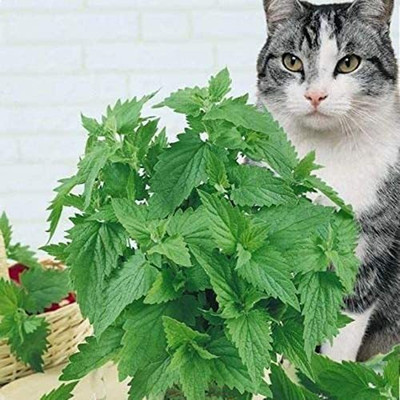 CYBEXIS VXI-19 - Nepeta Cataria Common Catmint - (4500 Seeds) Seed(4500 per packet)
