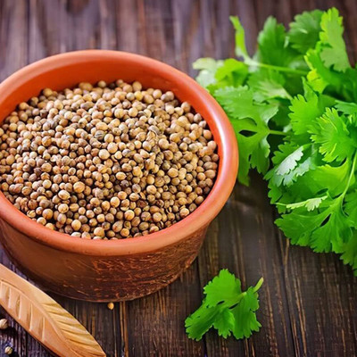 seedito Hybrid Coriander Dhania Seeds/Dasi coriander seeds Seed(140 per packet)
