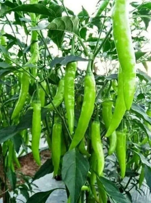 AMAJIT Mirch,Pepper Green Hybrid Seed(55 per packet)