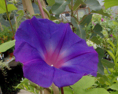 Quentova Ipomoea purpurea-VS-7A Seed(100 per packet)