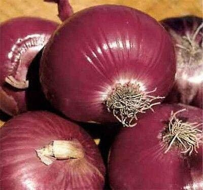Qualtivate HYB-9A Onion Seeds, Vernina - Deep violet-red onion Seed(500 per packet)