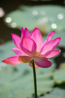 GROOT lotus,kamal gatta Seed(11 per packet)