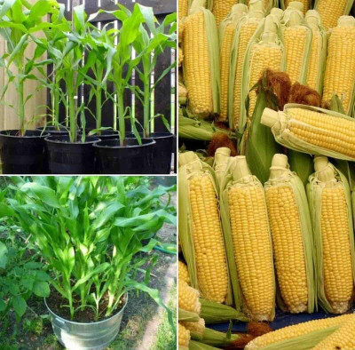 LPR SWEET CORN,BUTTA SEEDS Seed(15 per packet)