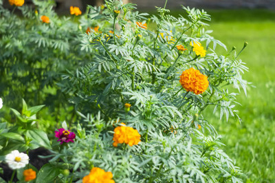 AAKASH marigold/gende ka phool flower seeds Seed(50 per packet)