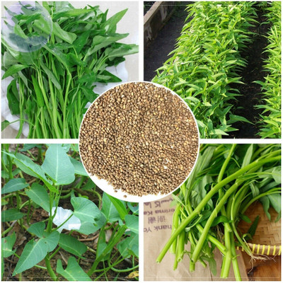 ADHIKARY BEEZ BHANDER water spinach Seed(75 per packet)