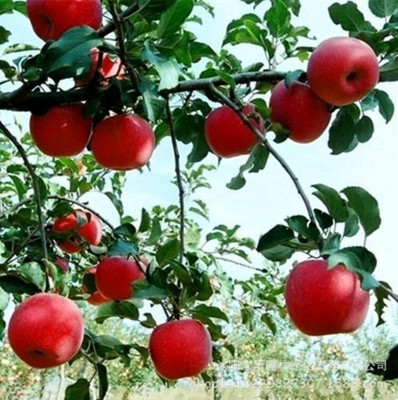 Aywal HYBRID FRESH RED APPLE Seed(20 per packet)