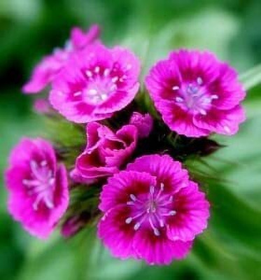 Aywal Sweet William Seed(20 per packet)
