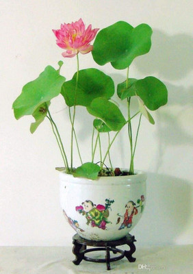 CRGO LOTUS , KAMAL Seed(20 per packet)