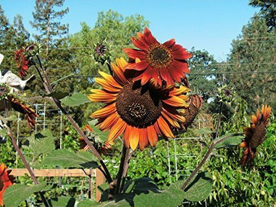 KNESSiN Flower Seed(200 per packet)