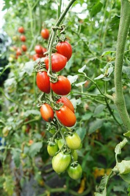 ELANHOOD tomato Seed(55 per packet)