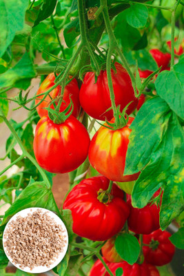 Seedsilk Store Hybrid All Seasons Tomato Seed(30 per packet)