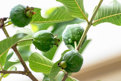Aywal Taiwan Guava Hybrid Seed(45 per packet)