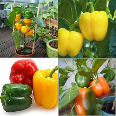 ibains Capsicum combo seeds shimla mirchi 51 Seed(51 per packet)