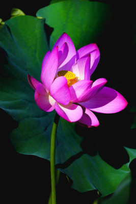AtoZprintshop lotus,kamal gatta Seed(11 per packet)
