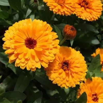Aro Calendula Seed(11 per packet)