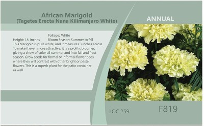 VibeX ® VLR-646 White African Marigold Seed(500 per packet)