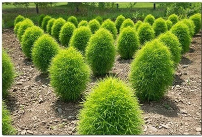Lorvox Kochia Seed(20 per packet)
