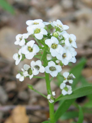 Avysa Sweet Alyssum Seed(50 per packet)