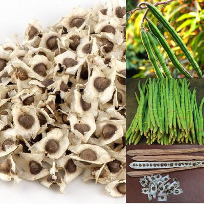 DEYS AGRO ® moringa seeds|drumstick seeds hybrid odc3 variety Seed(20 per packet)