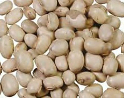 Urancia Kavach Beej - 100 Gram Seed(1 per packet)