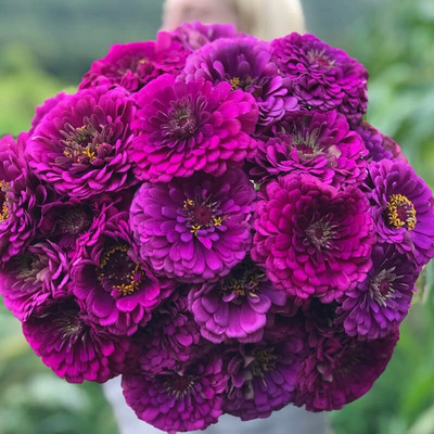 Aywal Zinnia Purple & Dhalia Flower Seed(10 per packet)