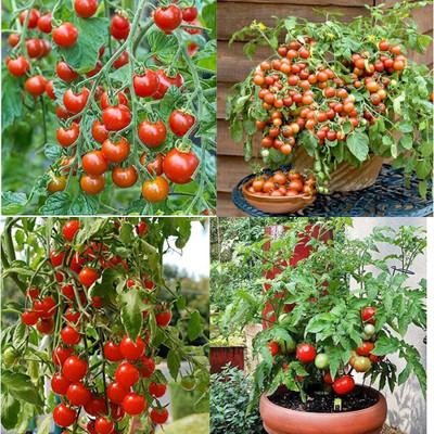 ibains Tomoto seeds pack of 410 Seed(410 per packet)