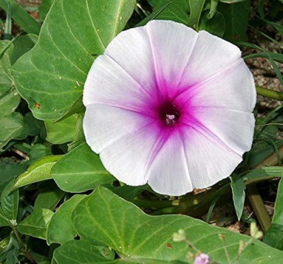 CYBEXIS TLX-41 - Ipomea Morning Glory - (300 Seeds) Seed(300 per packet)