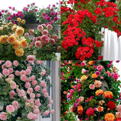 ibains Mix Color Climbing Rose Flower Seeds Plant no of seeds 22 Seed(22 per packet)