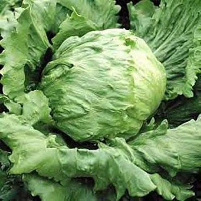 CYBEXIS Lettuce Great Lakes Seeds1000 Seeds Seed(1000 per packet)