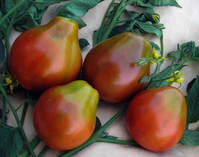 Aywal Black Imported vegetables Tomato Seed(100 per packet)