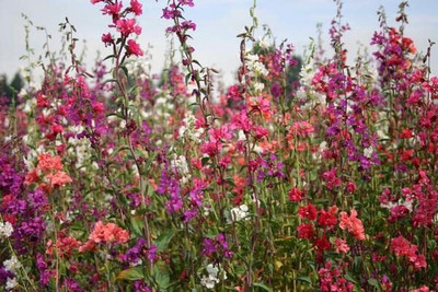 Lorvox Clarkia Elegance Double mixed flower Seed(45 per packet)