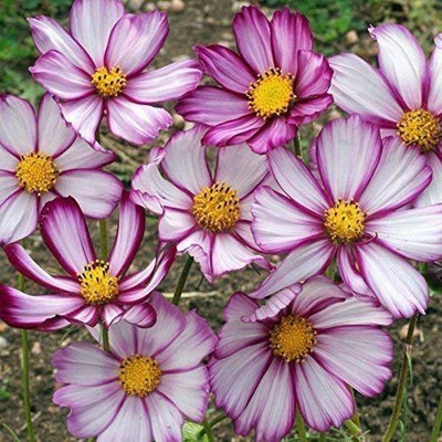 CYBEXIS Cosmos Picotee Mi Seed(50 per packet)