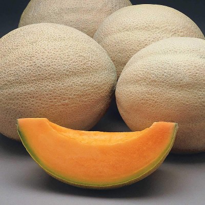 Manomay Muskmelon Fruit Seeds For Home Gardening Planting 20Seeds KK47 Seed(20 per packet)