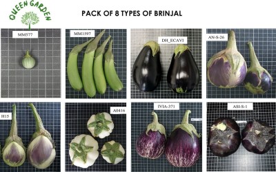 Farmers Choice fresh brinjal vegetable hybrid seeds 1-packet Seed(70 per packet)