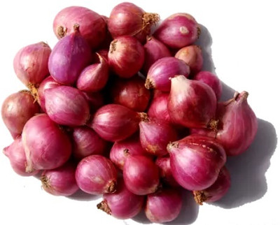 WATIKA प्याज के बीज Onion Seed(500 per packet)