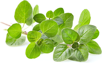 CYBEXIS PUAS-9 - Oregano Greek - (450 Seeds) Seed(450 per packet)