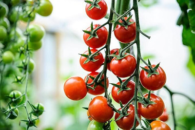 GREENSEA High Yielding Tomato Seeds for Home Gardening Seed(78 per packet)