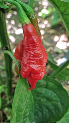 Biosnyg Organic Trinidad Scorpion Pepper Seeds For Kitchen Gardening-(2000 Seeds) Seed(2000 per packet)