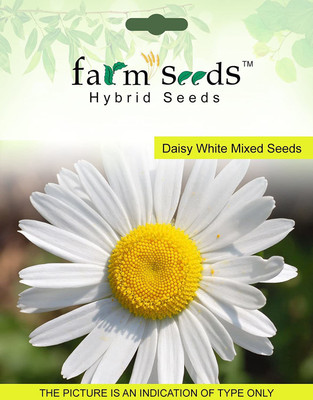 CYBEXIS SEEDS Daisy White Mixed Seed(1 g)