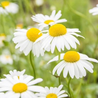 VibeX LX-81 - Chamomile German- - (750 Seeds) Seed(750 per packet)