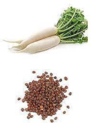 Qausain Arka Nishant Radish vegetable seeds 100 seeds per pack. Seed(100 per packet)