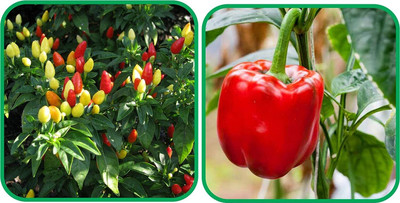 WILLVINE HUA -VII Capsicum Red And Ornamental Chilli[25gm, 5000 Seeds] Seed(5000 per packet)